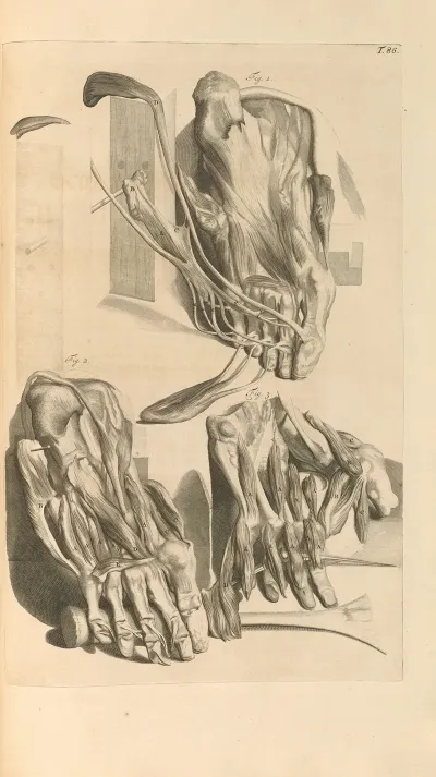 Anatomia Humani Corporis Pl 087