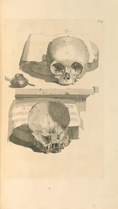 Anatomia Humani Corporis Pl 090