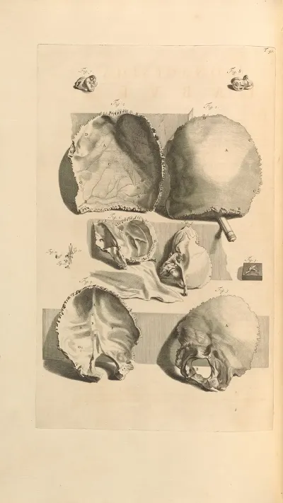 Anatomia Humani Corporis Pl 091