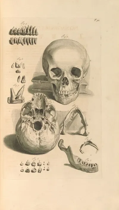 Anatomia Humani Corporis Pl 093