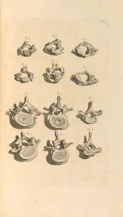 Anatomia Humani Corporis Pl 094
