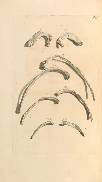 Anatomia Humani Corporis Pl 095