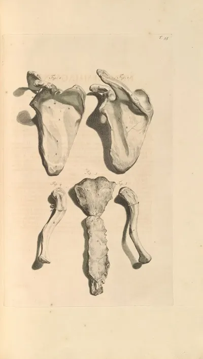 Anatomia Humani Corporis Pl 096