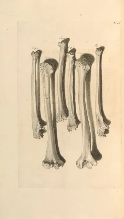 Anatomia Humani Corporis Pl 097