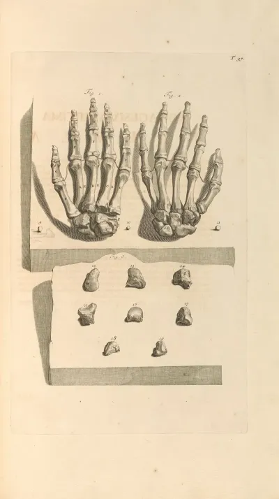 Anatomia Humani Corporis Pl 098