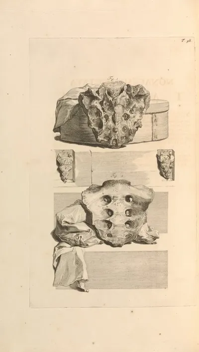 Anatomia Humani Corporis Pl 099