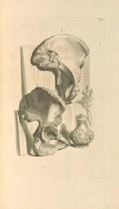 Anatomia Humani Corporis Pl 100