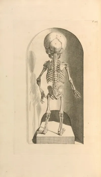 Anatomia Humani Corporis Pl 103