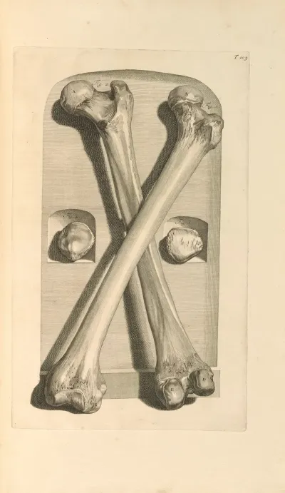 Anatomia Humani Corporis Pl 104