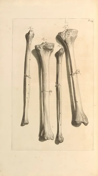 Anatomia Humani Corporis Pl 105