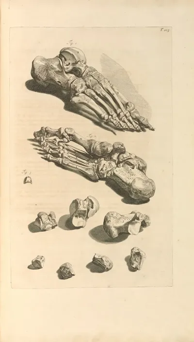 Anatomia Humani Corporis Pl 106
