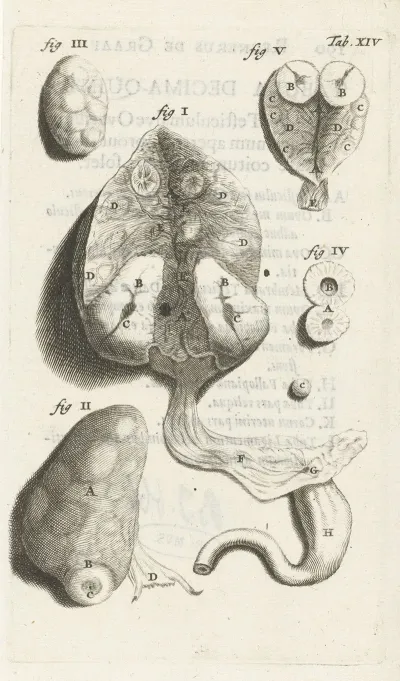 Anatomical Detail Image Of Various Female Genitalia