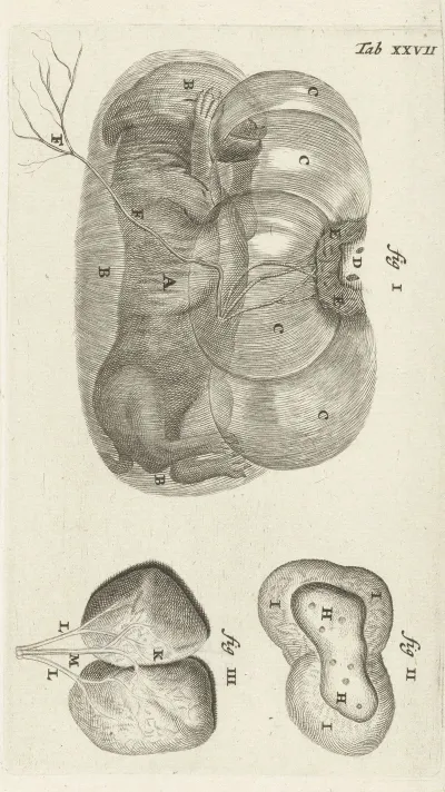 Anatomical Illustration Of A Rabbit Fetus In The Uterus And The Placenta