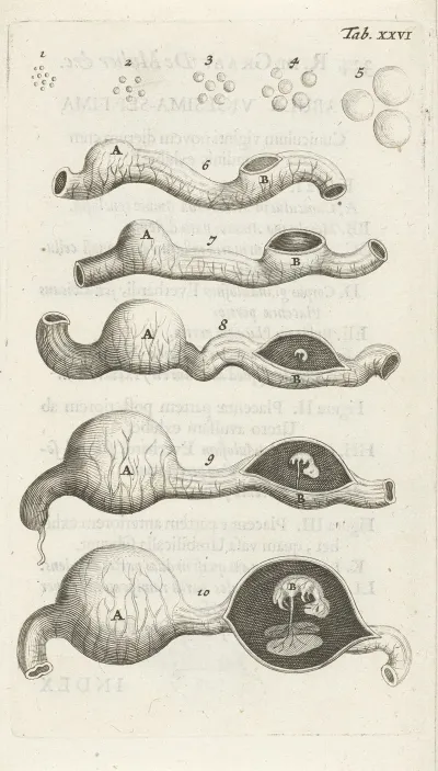 Anatomical Illustration Of Growth Stages Of The Embryo In The Uterus