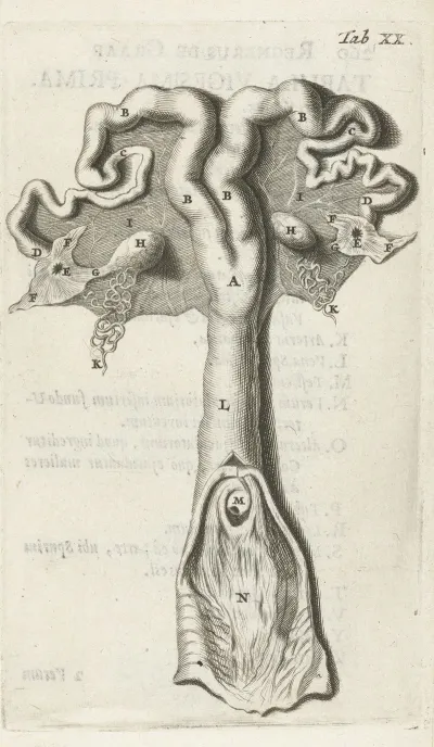 Anatomical Illustration Of The Cervix Uterus Fallopian Tubes And Ovaries