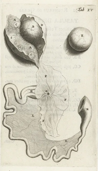 Anatomical Illustration Of The Fallopian Tube And Ovaries