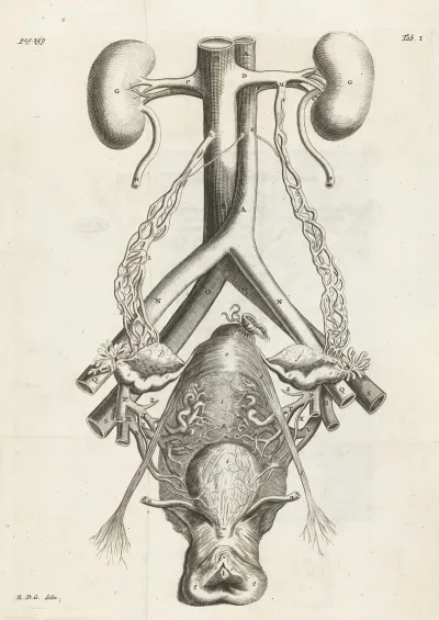Anatomical Illustration Of The Female Reproductive Organs And Kidneys
