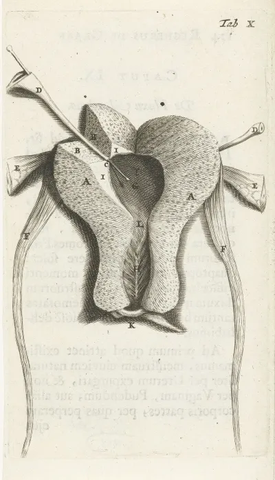 Anatomical Illustration Of The Inside Of The Uterus 2