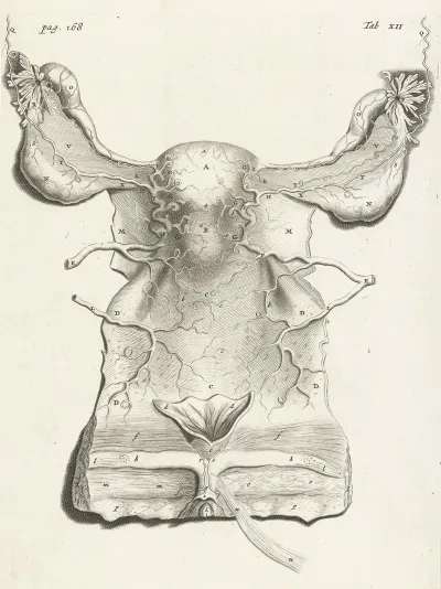 Anatomical Illustration Of The Inside Of The Uterus