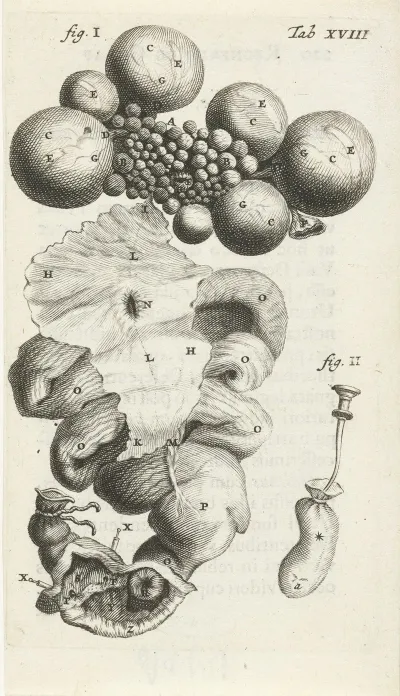 Anatomical Illustration Of The Path Of The Egg In The Uterus