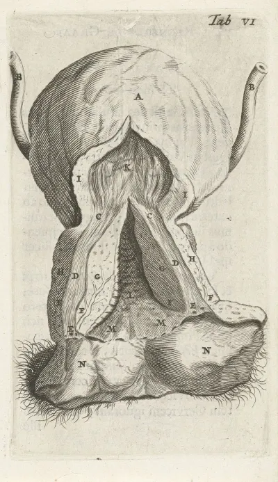 Anatomical Illustration Of The Vagina And The Uterus