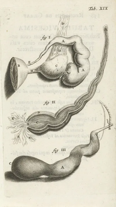 Anatomical Illustration Of Various Female Genitalia