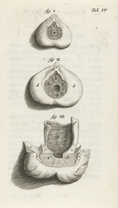 Anatomical Image Of A Sphincter