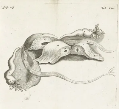 Anatomical Image Of An Ectopic Pregnancy 2