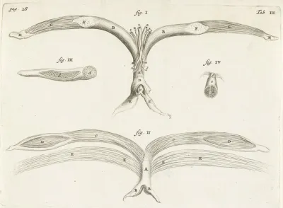 Anatomical Image Of Female Genitalia