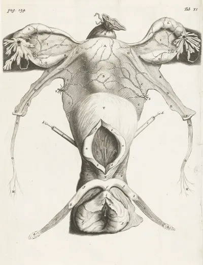 Anatomical Image Of The Uterus In Enlarged Form 2