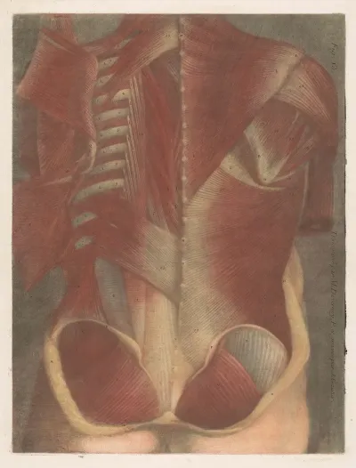 Anatomical Muscle Model Of A Male Torso Seen From Behind
