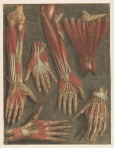 Anatomical Muscle Models Of The Hand