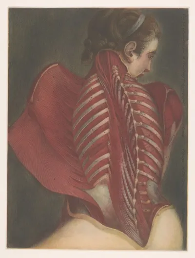 Anatomical Representation Of The Back Michel Duplain