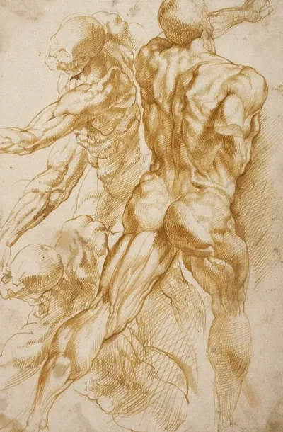 Anatomical Studies 3