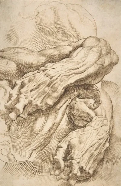 Anatomical Studies A Left Forearm In Two Positions And A Right Forearm