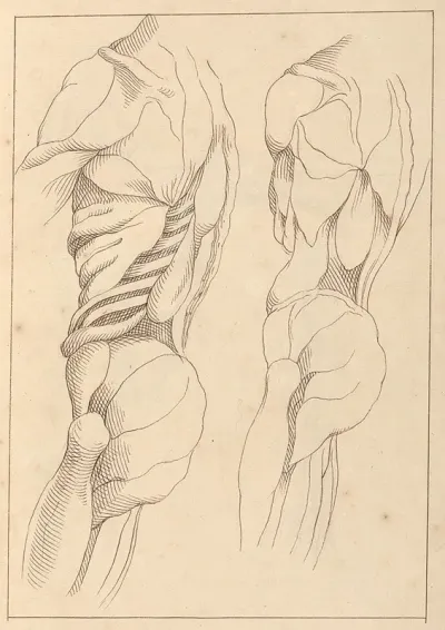 Anatomical Studies Of A Body