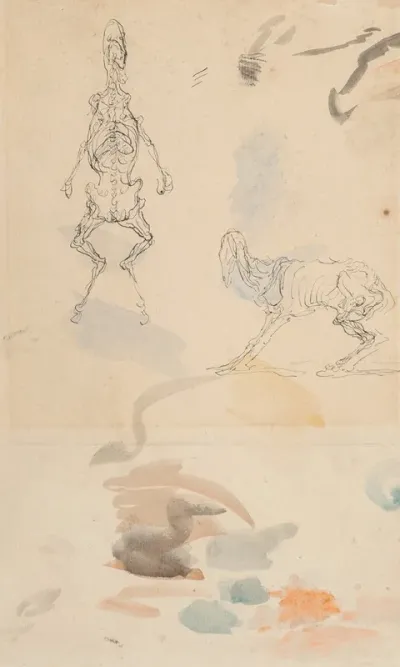 Anatomical Studies Of A Goat