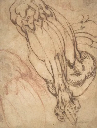 Anatomical Studies Of A Leg
