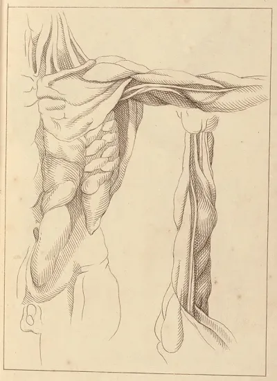 Anatomical Studies Of A Torso
