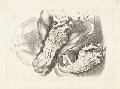 Anatomical Studies Of Arms 4
