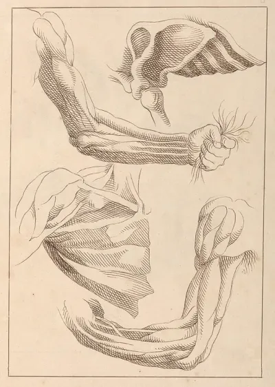 Anatomical Studies Of Arms And Shoulders
