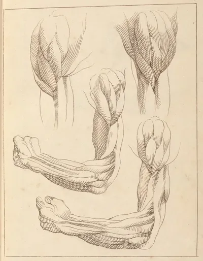 Anatomical Studies Of Arms