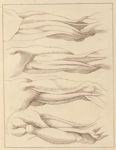 Anatomical Studies Of Legs 2