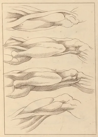Anatomical Studies Of Legs 3