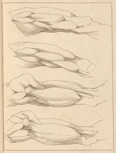 Anatomical Studies Of Legs 4