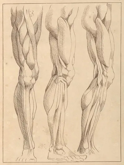 Anatomical Studies Of Legs 5