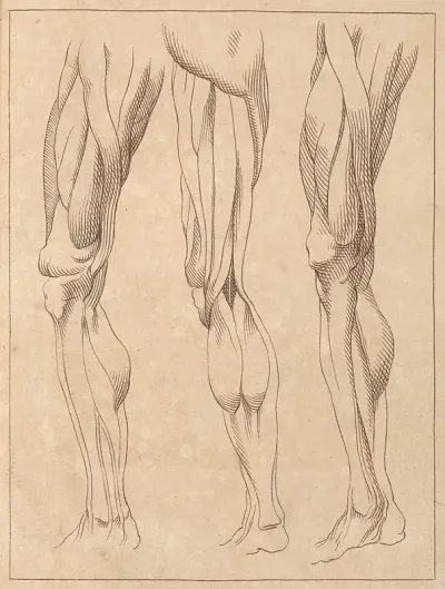 Anatomical Studies Of Legs