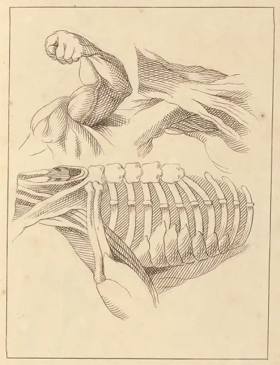 Anatomical Studies Of Shoulders