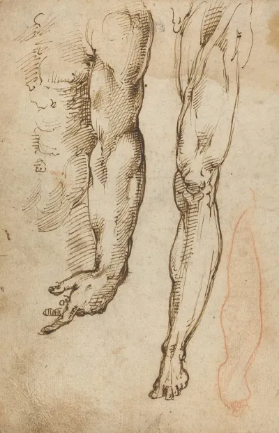 Anatomical Studies