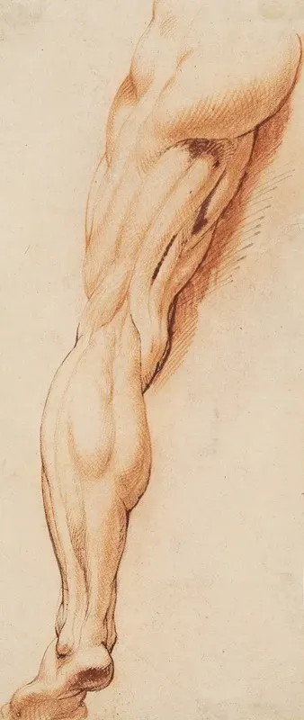 Anatomical Study Ecorche A Mans Flayed Left Leg Seen From The Back